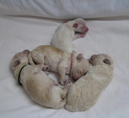 DORLY štěňátka B 6. den, nahoře adoptovaný maltézáček CRISTIAN, dole naši pudlí kluci BECRUX & BOOTES & BOREAS